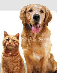 dog & cat
